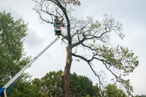 Seasonal Cleanup (Spring/Fall) in Horse Shoe, NC