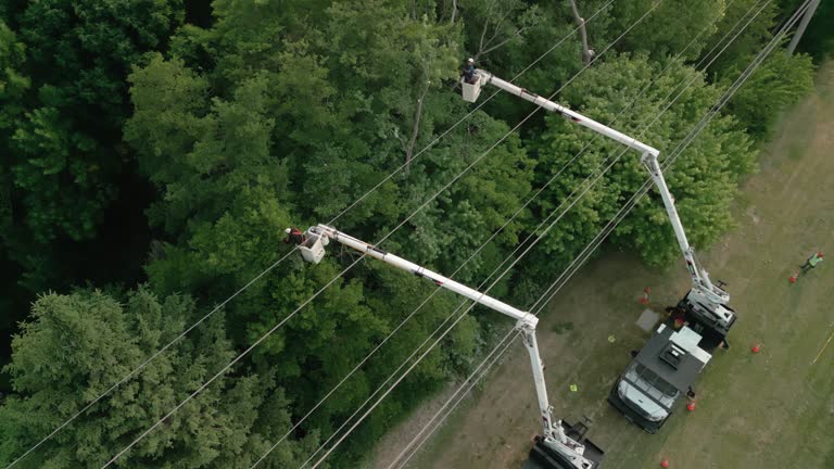 Best Fruit Tree Pruning  in Horse Shoe, NC