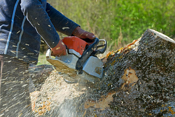 Best Arborist Consultation Services  in Horse Shoe, NC