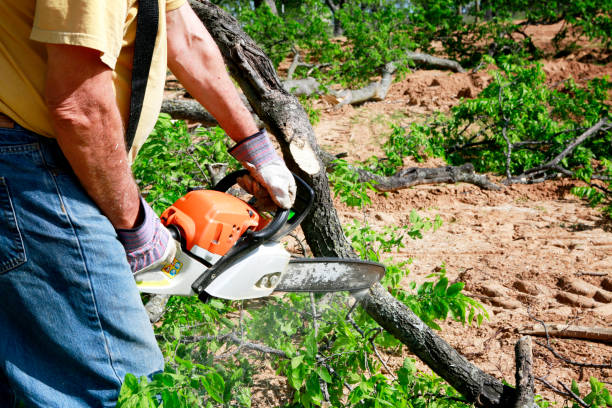 Professional Tree Services in Horse Shoe, NC